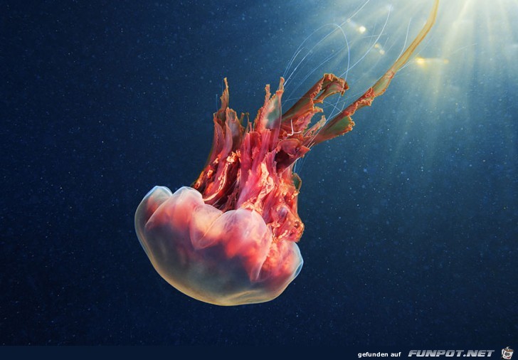 Atemberaubende Bilder von Quallen 6 Atemberaubende Bilder von Quallen 6