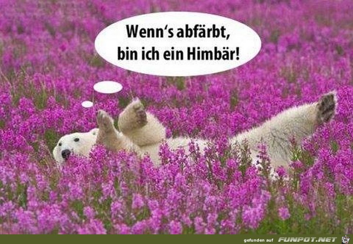 Eisbaer Eisbaer