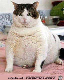 extrem dicke Katze extrem dicke Katze