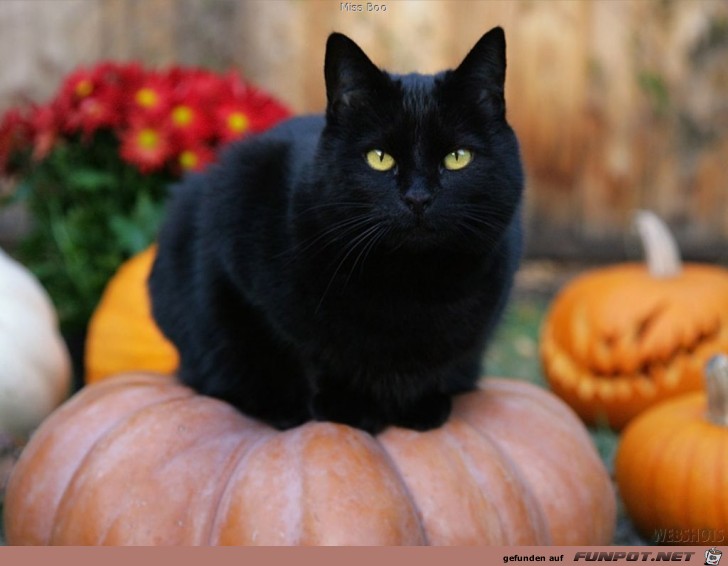 halloween-cat halloween-cat