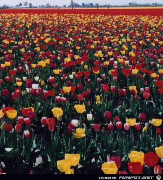 9 Millionen Tulpenzwiebeln!