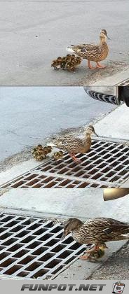 enten enten