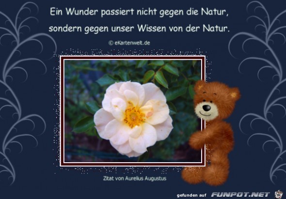 ein wunder