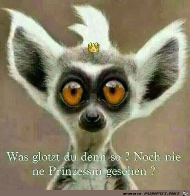 was glotzt du? was glotzt du?