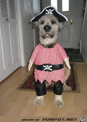 noch mehr Bilder, wie arme Hundchen zu Halloween...