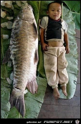 Fish Dimension Fish Dimension