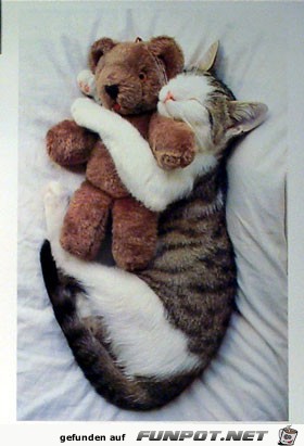 eine Katze und ein Teddybr