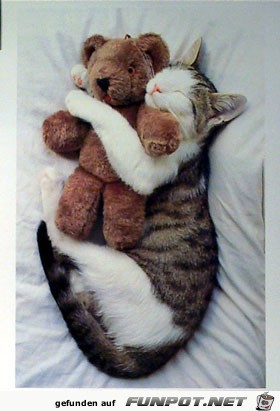 eine Katze und ein Teddybär eine Katze und ein Teddybär