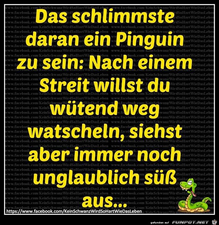 Pinguin Pinguin