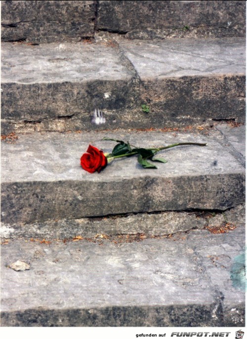Treppenrose 1 Treppenrose 1