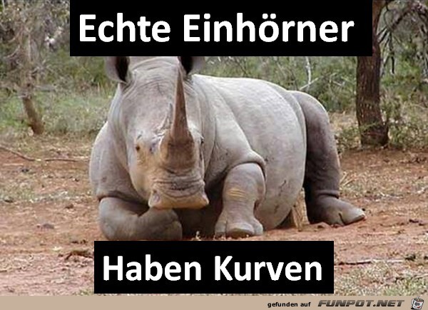 echte Einhoerner haben Kurven