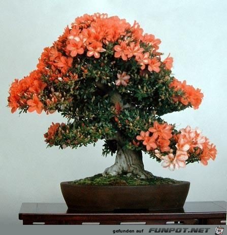 Blhende Bonsai-Bume...