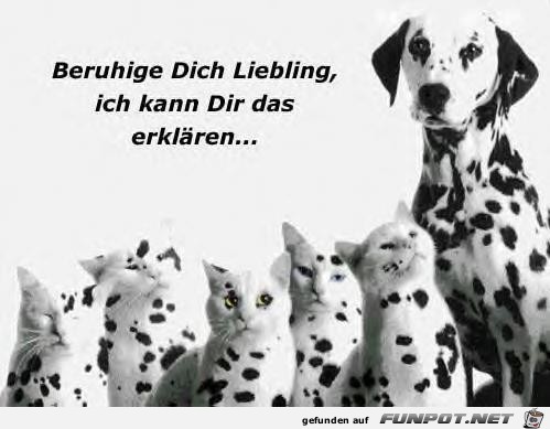beruhige Dich Liebling beruhige Dich Liebling