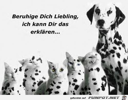 beruhige Dich Liebling