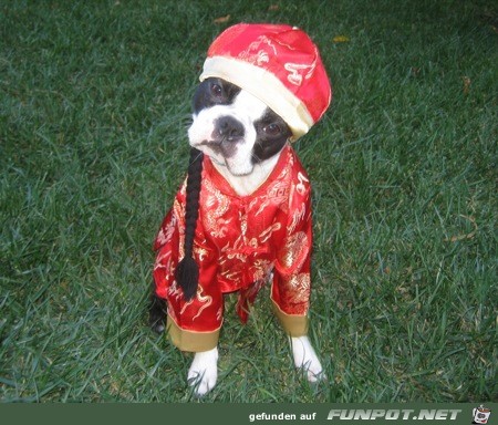 noch mehr Bilder, wie arme Hundchen zu Halloween...