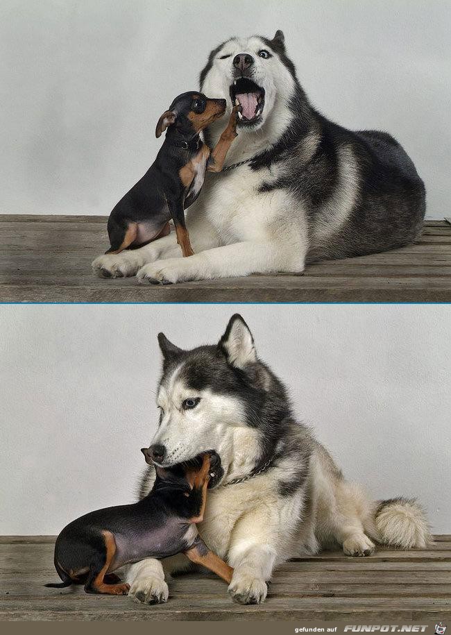 Dog20Dentist Dog20Dentist