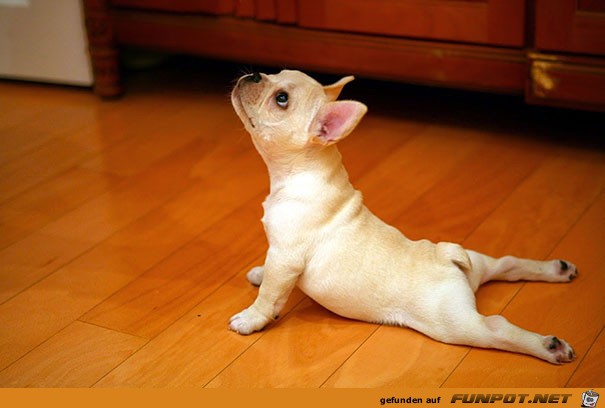 Die besten tierischen Yoga-Lehrer und ihre Stellungen!