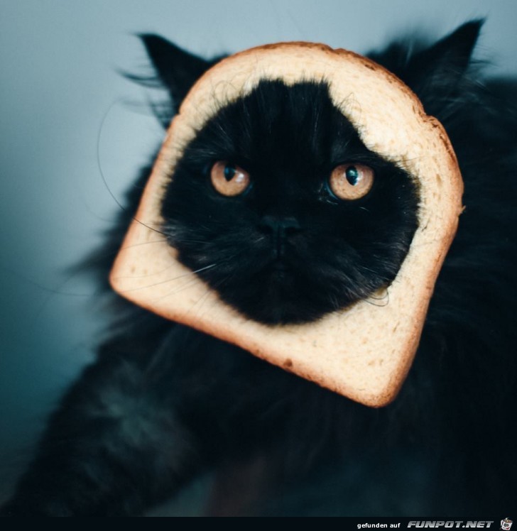 Toastkatze