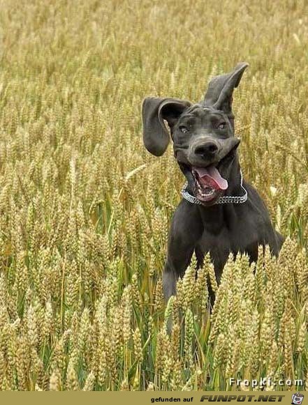 lustige Bilder von Hunden