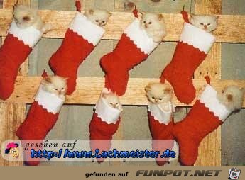 lustiges bild weihnachtskalender fuer katzenfreunde lustiges bild weihnachtskalender fuer katzenfreunde