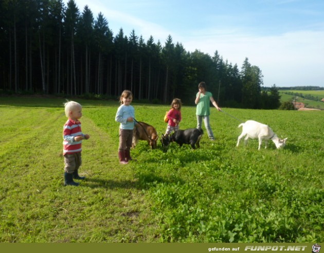 Ziegenspaziergang1 Ziegenspaziergang1
