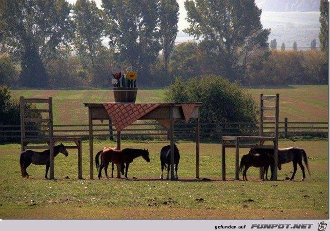 kleine Pferde