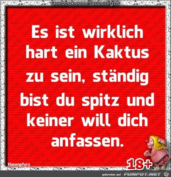 Kaktus Kaktus