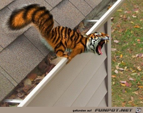 Tigerhoernchen Tigerhoernchen