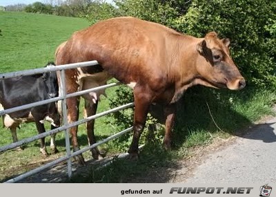 club-tierische missgeschicke 1 club-tierische missgeschicke 1