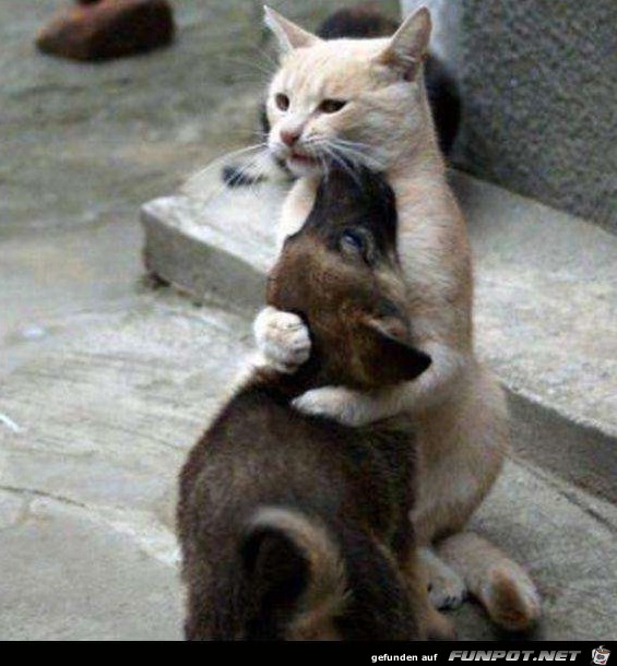 Cat and Dog Cat and Dog