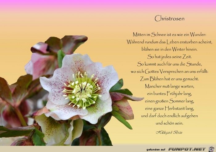 christrose