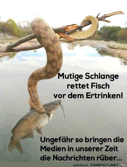 mutige Schlange - Medien