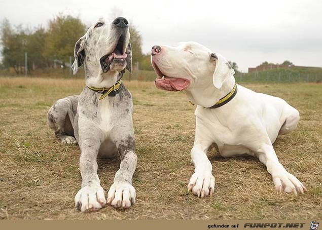 Eines Hundes Blindenhund - herzzerreiend.