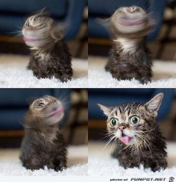 Katze Katze