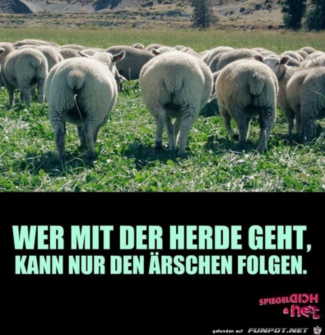 herde herde