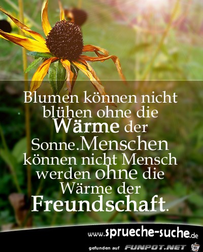 blumen kaeoennen nicht blaeuehen 