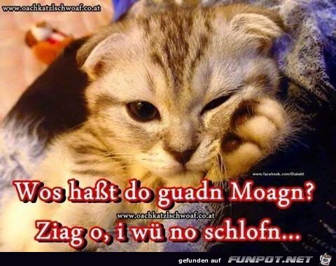 ziag o ziag o