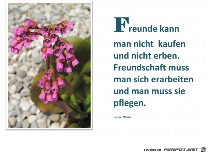 Freunde kann Freunde kann