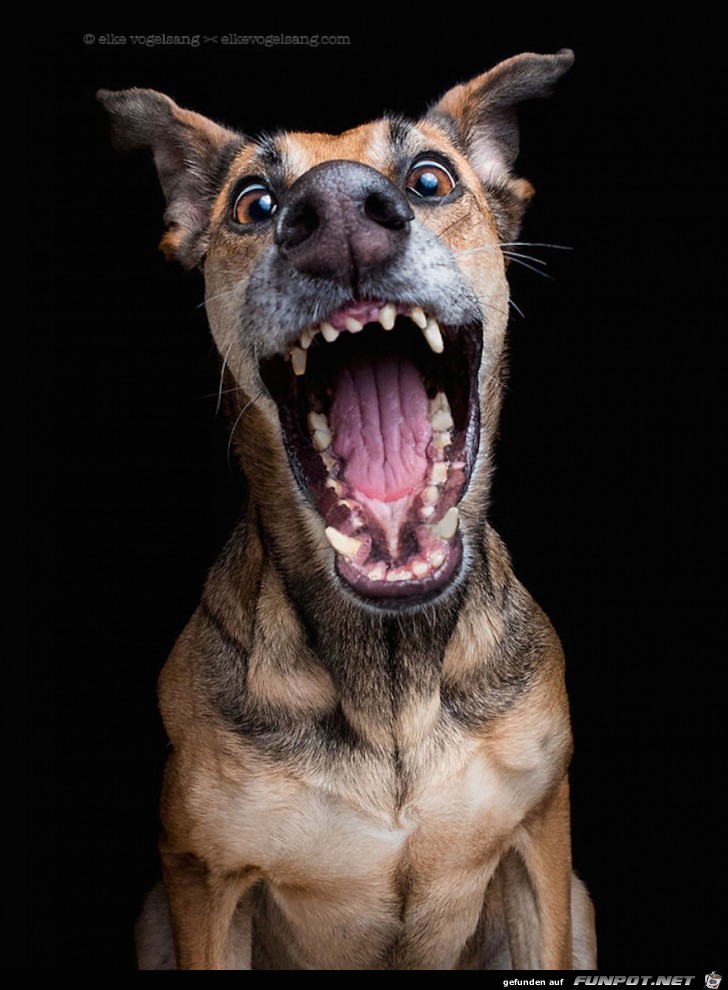 Lustige Hunde-Gesichter!