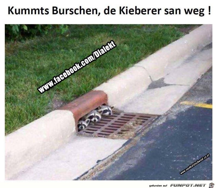 Kummts Burschen Kummts Burschen