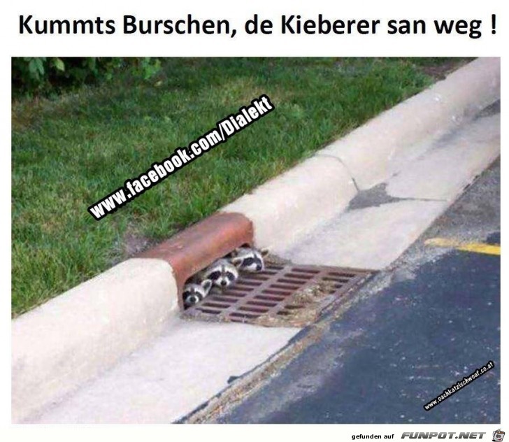 Kummts Burschen