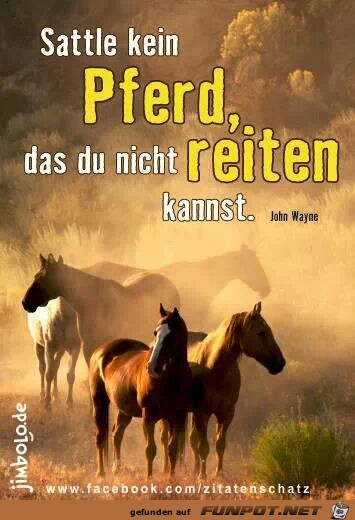 Sattle kein Pferd...