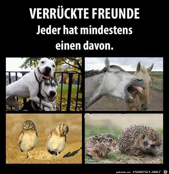 Verrueckte Freunde