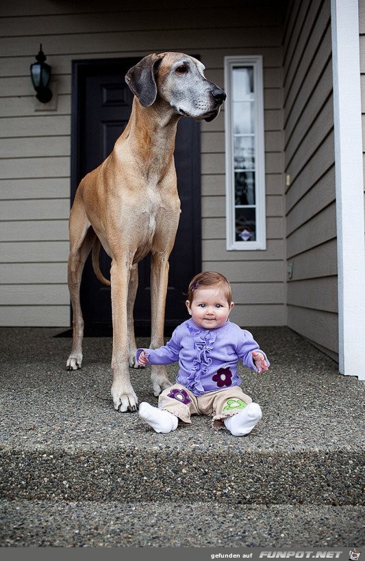 nette Bilder von Familienhunden!