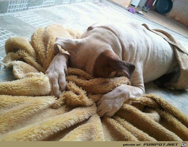 8 funny-scared-animals-vet-towel-hidden 8 funny-scared-animals-vet-towel-hidden