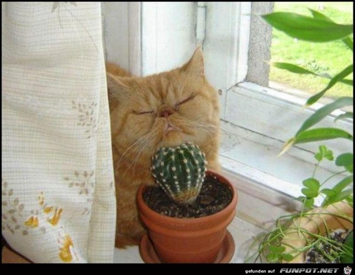 Chin-pillow Chin-pillow