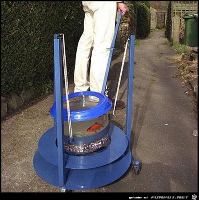 Goldfisch an der Leine Goldfisch an der Leine