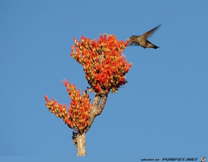 Schoene Tierbilder 17 Schoene Tierbilder 17