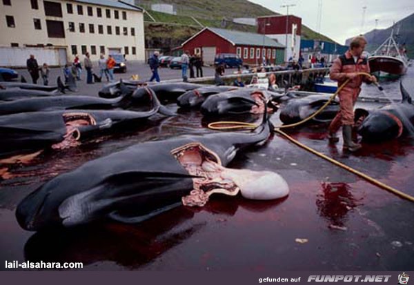 image0055 image0055