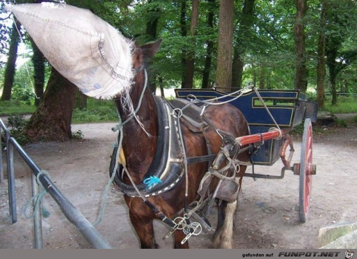 mein Hafer ist alle mein Hafer ist alle